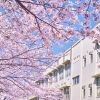 cherry-blossom-japan-stock-image