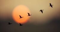 Stock-image-birds-flying-across-sun